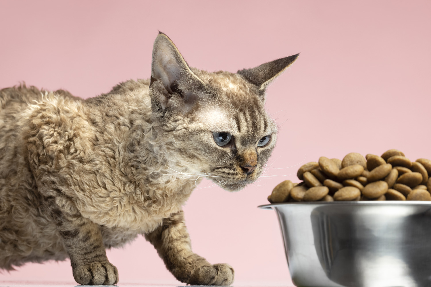 Best Cat Food For Weight Loss In 2024 - Insight Inspire